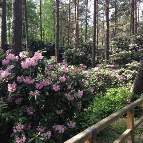 Puistoa halkovat leveät, esteettömät hiekkakävelytiet.