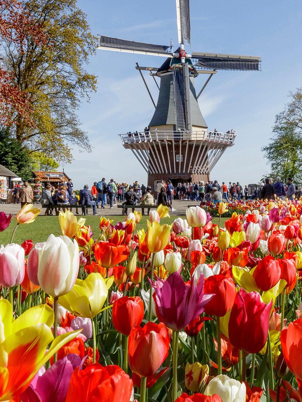 Keukenhof on puutarhoista kauneimpia.