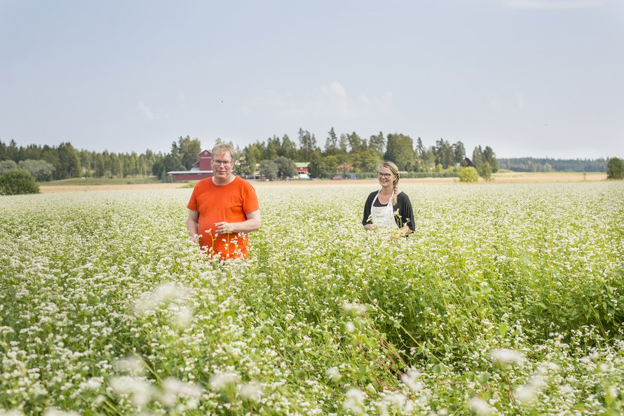 Viime kesä on ollut Eeroloillakin ankea, vaikka tattaripelto kukki kauniisti.