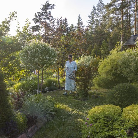 Tainan suosikkeja ovat kaunislehtiset pikkupuut ja pensaat, kuten valkokirjavalehtinen pallomaiseksi leikattu hakuropaju sekä hänen vieressään oleva puna lehtinen kupari heisiangervo.