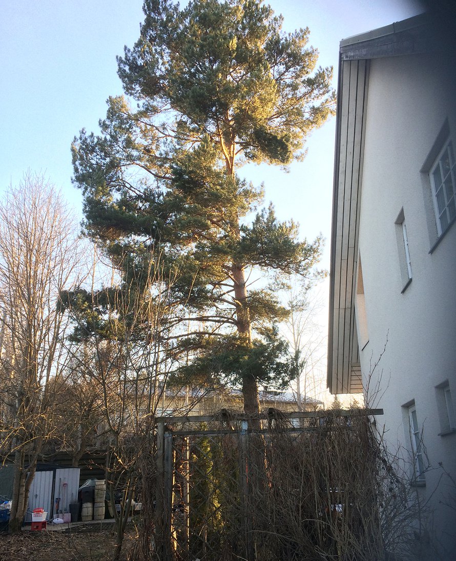 Tontilla oleva mänty kaadetaan ensi viikolla rakentamisen tieltä.