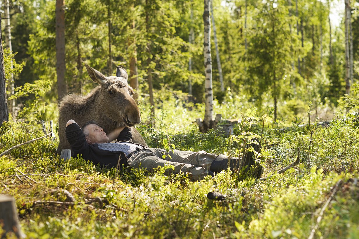 Markku Harju, 62, ja päiväunet Mervi-hirven kainalossa.