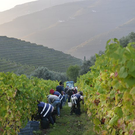 Rypäleet kerätään käsin Valladon tilalla Reguan seudulla. 