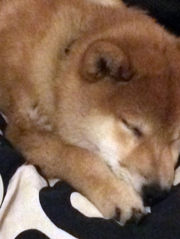 Shiba inun pentu Dog Monitor -sovelluksen zoomaamana.
