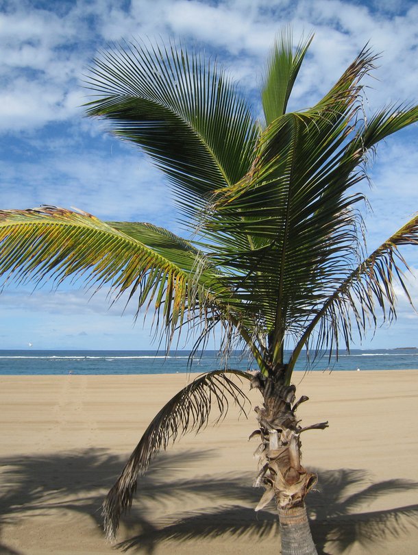 Gran Canaria on reissaajien kestosuosikki. Kuva on Las Palmasista.