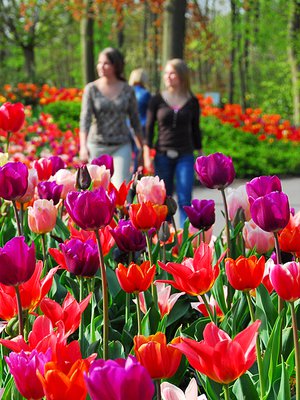 Keukenhof on kukkinut vuodesta 1950.