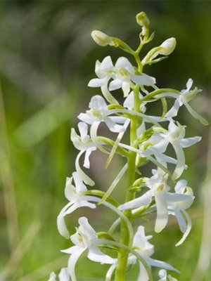 Valkolehdokki. Kuva Keijo Luoto