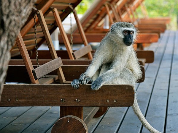 afrikan safari kokemuksia