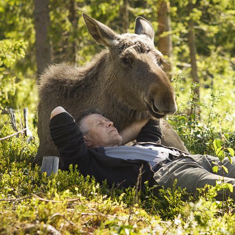 Markku Harju, 62, ja päiväunet Mervi-hirven kainalossa.