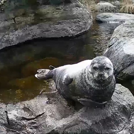 Saimaannorppa lepäsi kivellä Norppalivessä viime keväänä. Kuva: WWF.