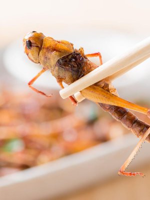 Kotimaisten sirkkojen tuotanto kasvaa voimakkaasti.