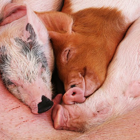 Tunnetun ruotsalaisen joululaulun mukaan olemme kaikki äidin porsaita.