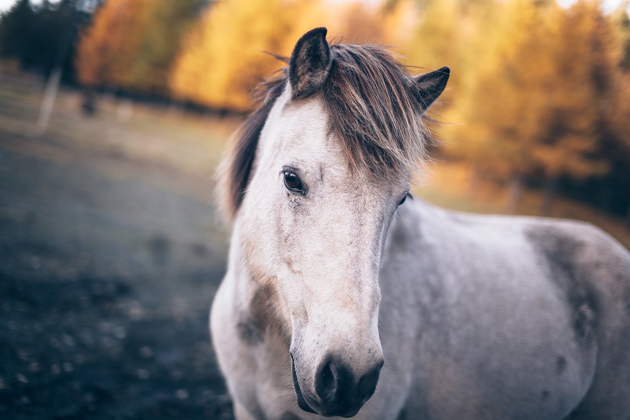 Islanninhevoset ovat kuin luotuja Kuusamon luontoon.