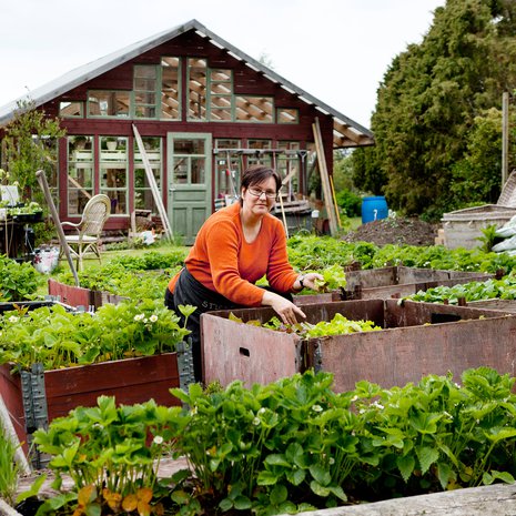 Lotta kasvattaa laatikoissa mansikoita, porkkanoita ja palsternakkaa.