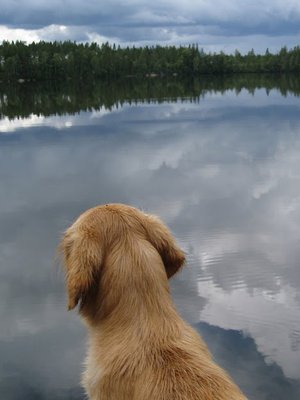 Kuvan koira ei liity tapaukseen. Kuvan järvessä ei näy eikä ole sinilevää.