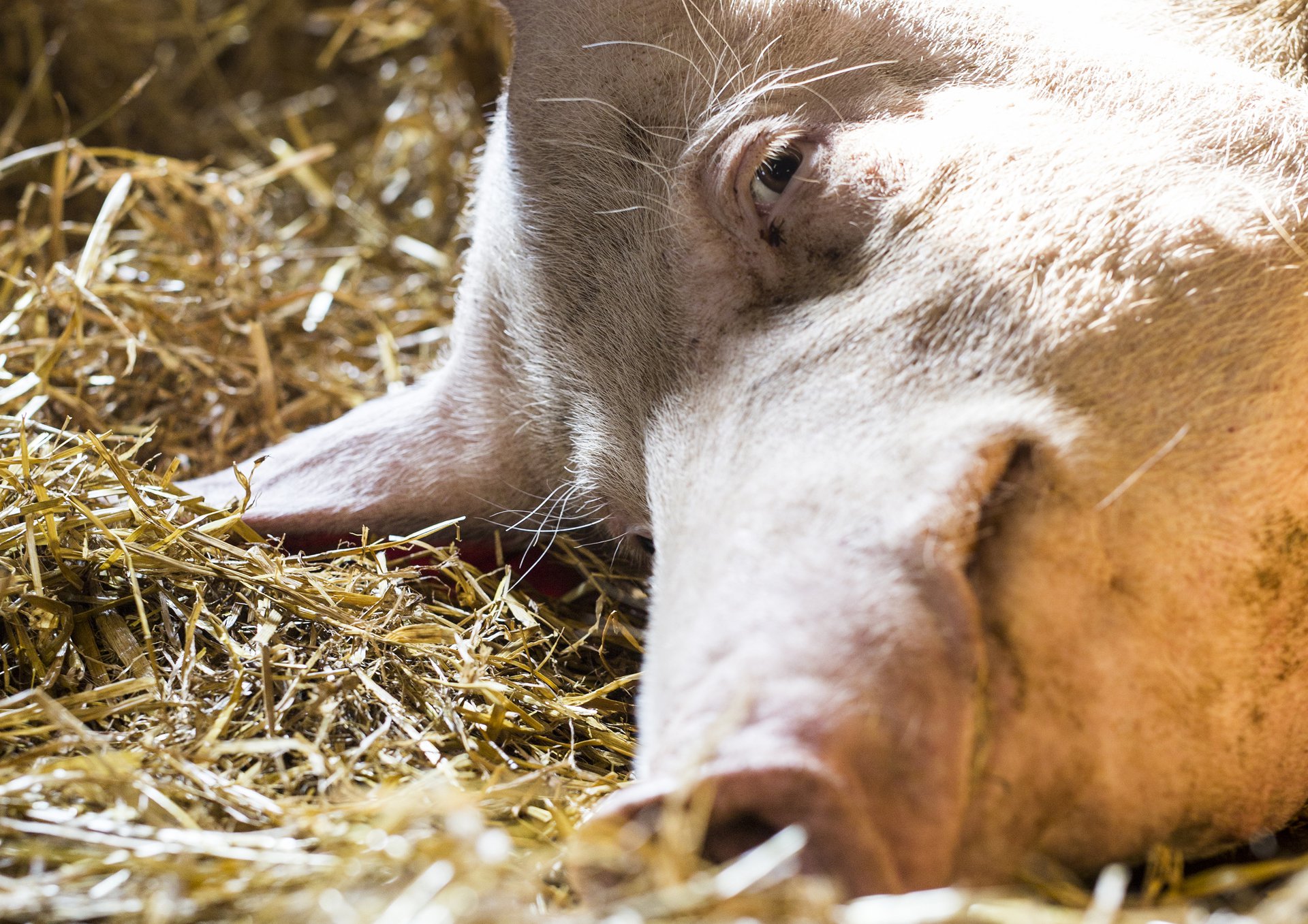 Ollikkalat ovat huomanneet, että vapaammin elävät possut ovat tyytyväisemmän oloisia.
