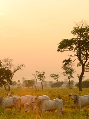 Pantanal on maailman rikkaimpia elinympäristöjä. Linnut ja lehmät viihtyvät siellä rinnakkain.