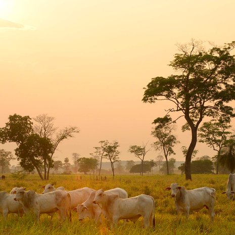 Pantanal on maailman rikkaimpia elinympäristöjä. Linnut ja lehmät viihtyvät siellä rinnakkain.