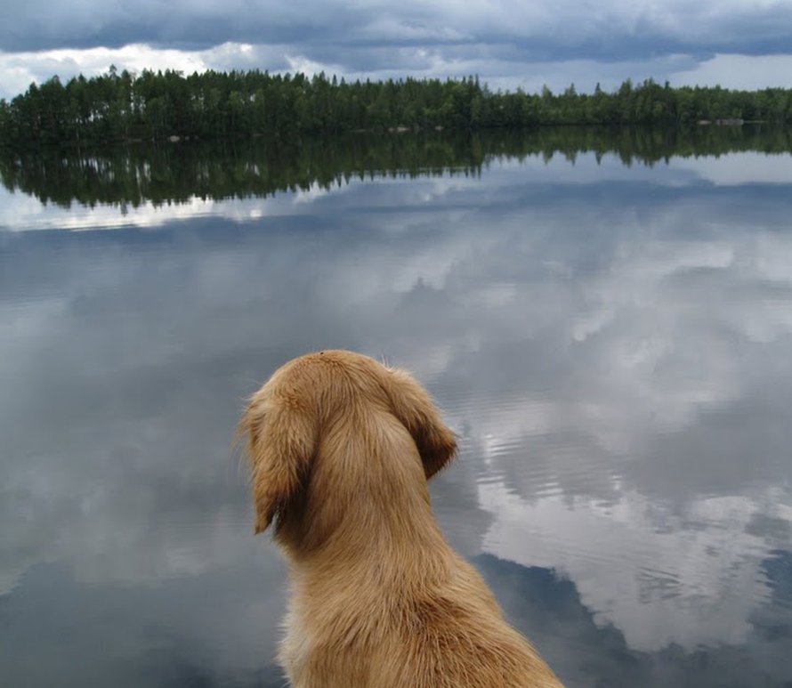 Kuvan koira ei liity tapaukseen. Kuvan järvessä ei näy eikä ole sinilevää.