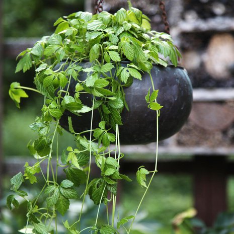 Kuolemattomuuden yrtiksi kutsuttu jiaogulan on rohdoskasvi, jonka uskotaan alentavan korkeaa verenpainetta. Sitä voi kasvattaa köynnöksenä amppelissa.