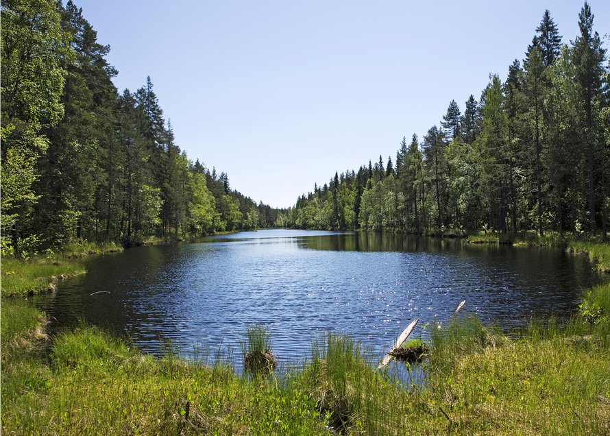 Kolia kelpaa näyttää ulkomaalaisillekin.