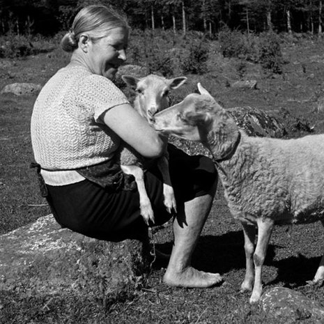 Nainen ja kaksi lammasta maatilalla, 1940-luku. Kuva: Väinö Kannisto / Helsingin kaupunginmuseo