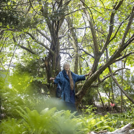 Omenapuut ovat olleet puutarhassa jo kauan ennen Sinikkaa. Niissä kiipeilee liaanimaisesti ruosteviiniä.