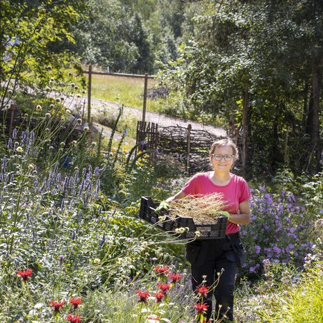 Erja käyttää taimituotannossa mieluiten omien kasvien siemeniä. Hän kerää sitä varten talteen kukkineita  kukkavarsia.