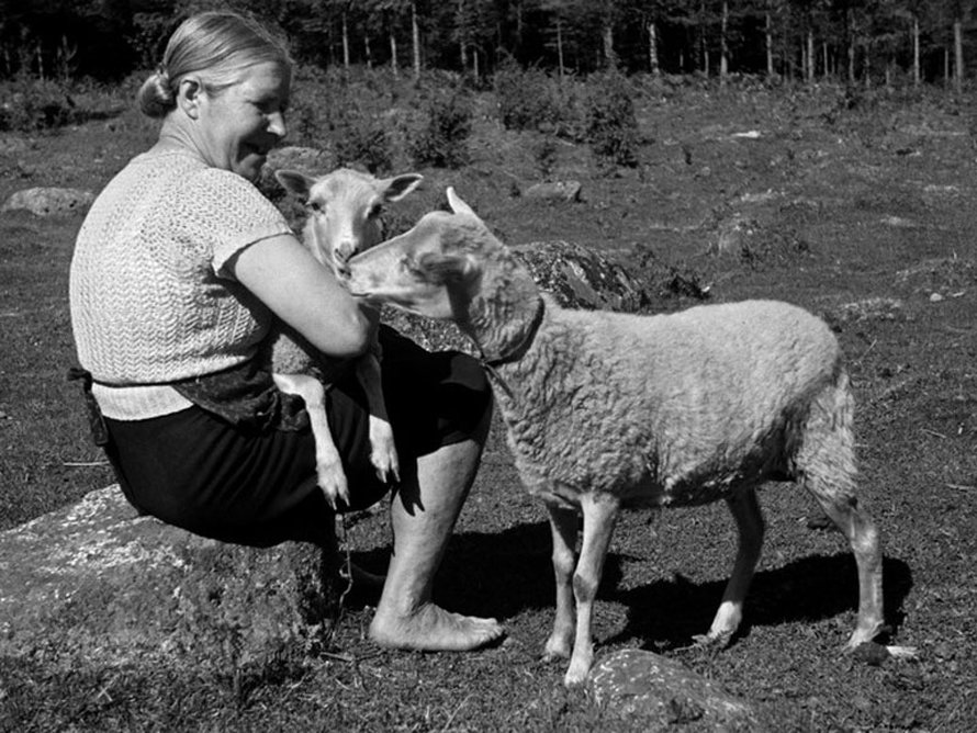 Nainen ja kaksi lammasta maatilalla, 1940-luku. Kuva: <span class="photographer">Väinö Kannisto / Helsingin kaupunginmuseo</span>