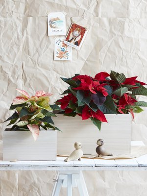 Kuva: <span class="photographer">Pia Inberg</span>