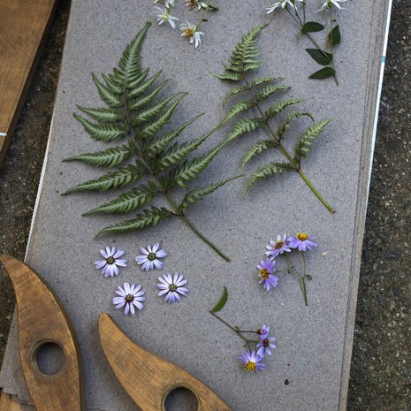 Luonnonlajien lisäksi voi kuivata myös puutarhakasveja. Japaninhiirenportaan lehdistä ja varjoasterin kukista tulee kaunis taulu.