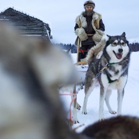 Huskysafari­yrittäjä Susi Nordman pukeutuu susi­turkkiin ja vetää retkiä Venäjän rajan tuntumassa.