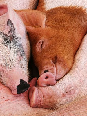 Tunnetun ruotsalaisen joululaulun mukaan olemme kaikki äidin porsaita.