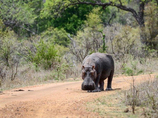 afrikan safari kokemuksia