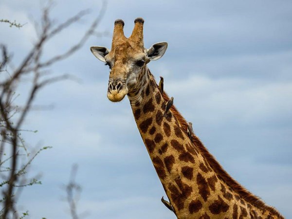 afrikan safari kokemuksia