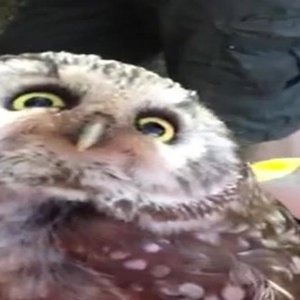 2511413