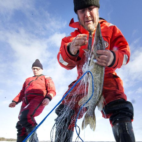 Verkkoja irrottamassa kalastaja Hannu Lanki Kotkasta taustallaan Ben Henriksson. 