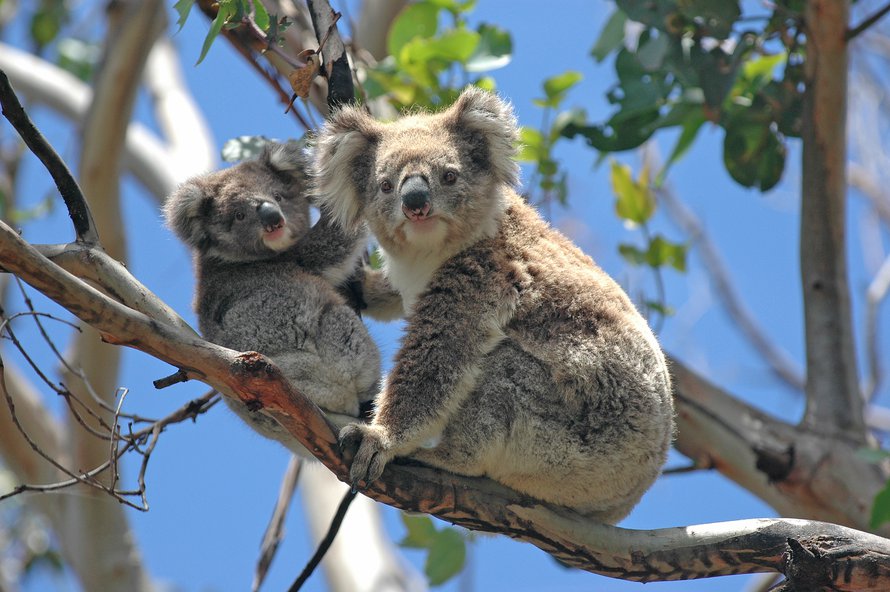 Koala elää vain maan itä- ja eteläosissa.
