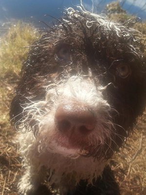 Kuvan espanjanvesikoira on nimeltään Ansa. 