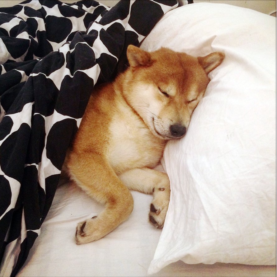 Kylmimpinä pakkasaamuina väsynyt shiba inuni kaivautuu mieluusti peiton alle.