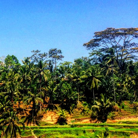 Balin Ubud on pieni paratiisi keskellä viidakkoa ja aaltoilevia riisipeltoja.