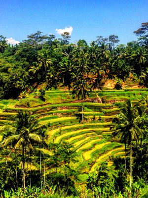 Balin Ubud on pieni paratiisi keskellä viidakkoa ja aaltoilevia riisipeltoja.