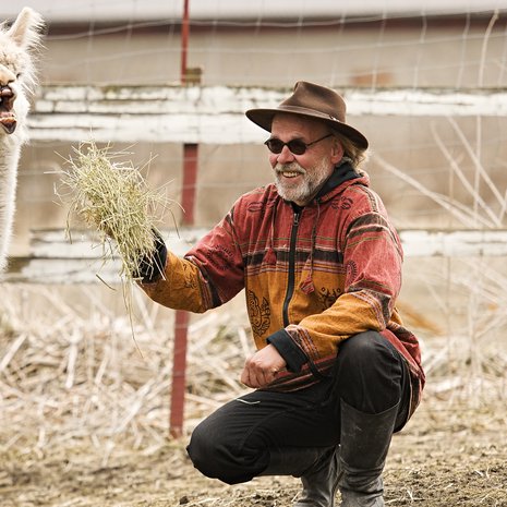 Maistuisiko heinä? Köpi-alpakka ottaa tuumaustauon.
