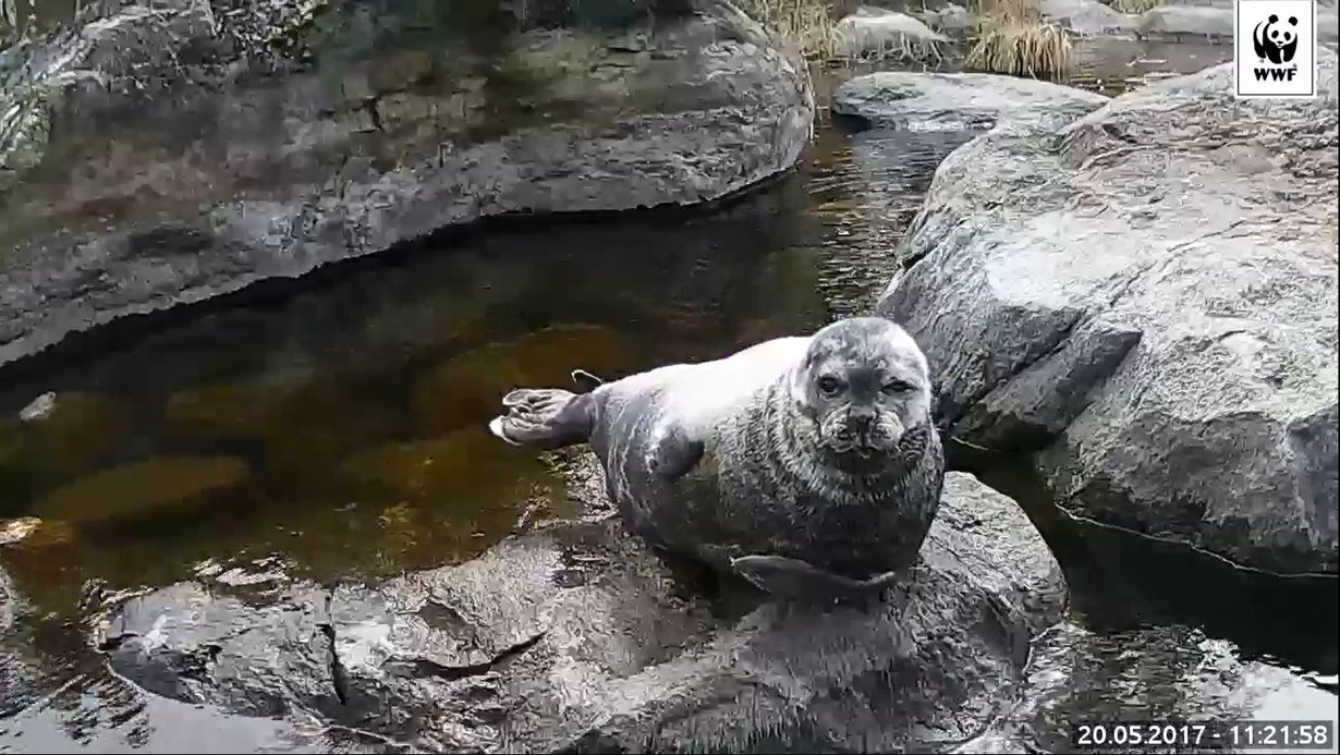 Saimaannorppa lepäsi kivellä Norppalivessä viime keväänä. Kuva: WWF.