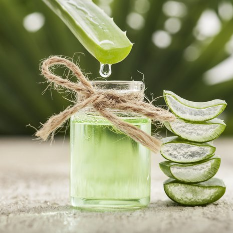 Aloe vera.