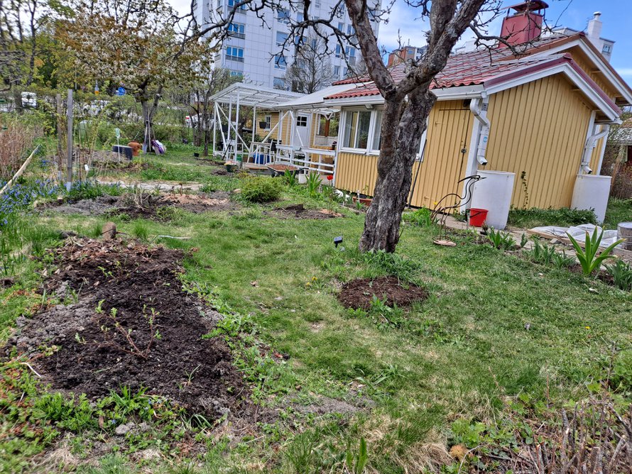 Sävel ja Sointu on juuri istutettu. Ajankohta on toukokuu 2022.