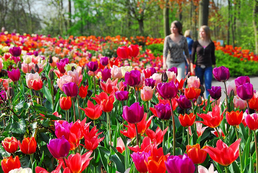 Keukenhof on kukkinut vuodesta 1950.