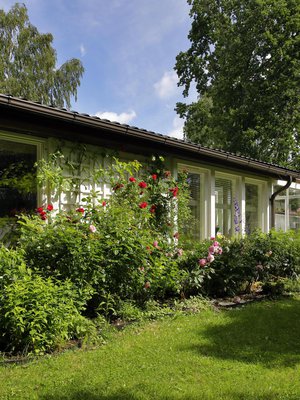 Liisan kukat viihtyvät aurinkoisella eteläseinustalla.