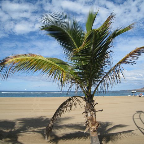 Gran Canaria on reissaajien kestosuosikki. Kuva on Las Palmasista.