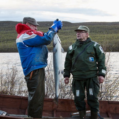 Niilo punnitsee lohen ja Veikko seuraa tarkkana.